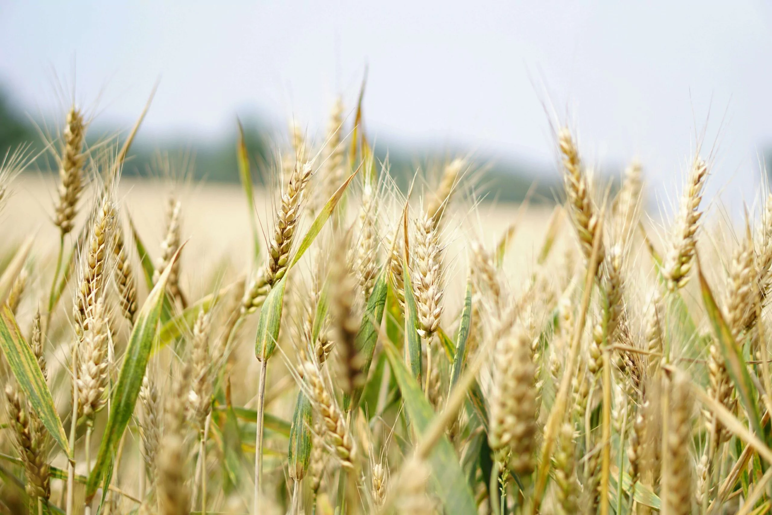 Video - Adapting to the Future of Agribusiness with CFI's Alain Le Floch